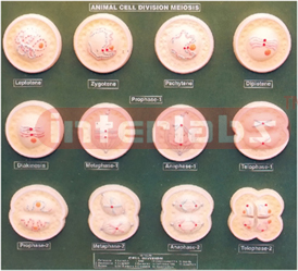 ANIMAL CELL DIVISION, MEIOSIS